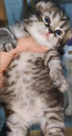 Persian punch face cat age 2 month