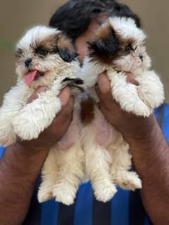 shihtzu male puppies available for sale