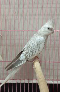 Cocktaile