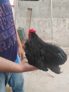 Bentum zero Size