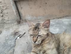 siberian