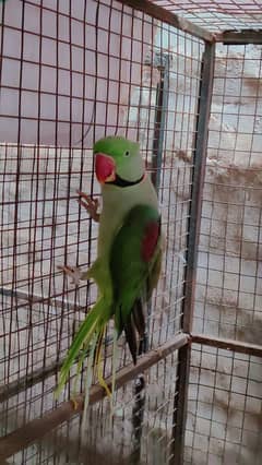 Kashmiri raw parrot
