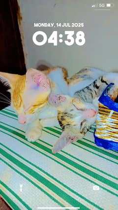 American kitten cats