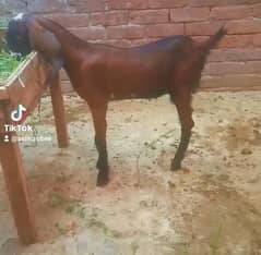 dasi nagri path 03234438191