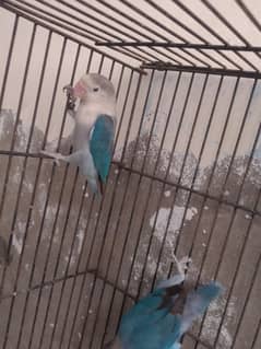 Love bird With eggs