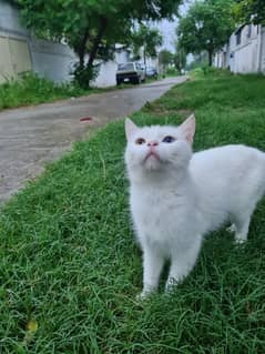 White Persian single coat