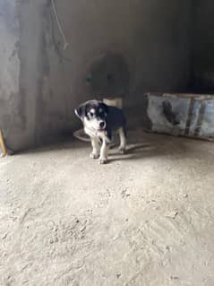 sabiran hasti dogs