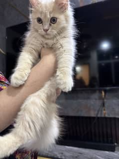 Golden persian cat for sale