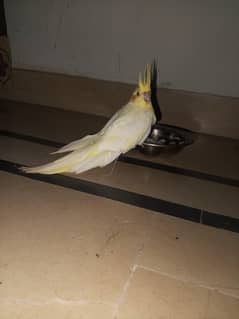Common White cocktail