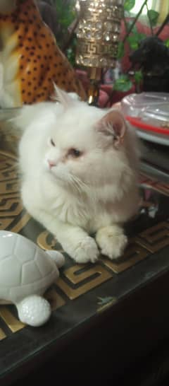 cat for sale