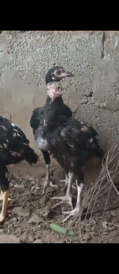 2.5 maheeny ka chozye hyn for sale serious bndy rabta krin 7 piece Hy