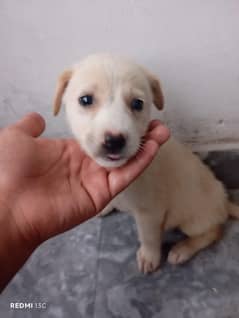 Labrador dog