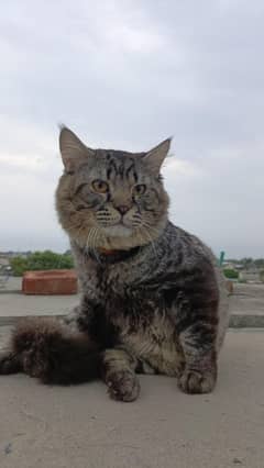 Siberian tom for sale
