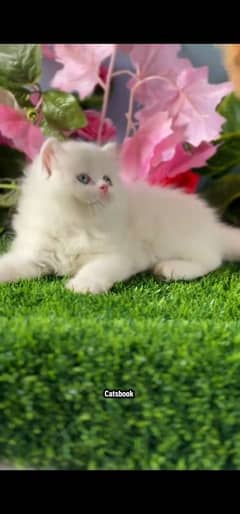 blue eyes white Persian kitten|Triple long coat |WhatsApp. 03250387943
