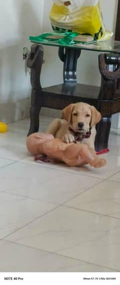 Labrador