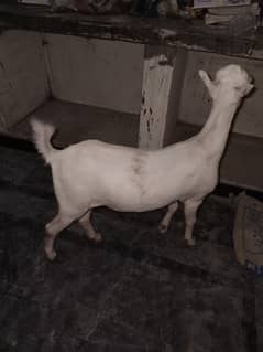 bakre for sale