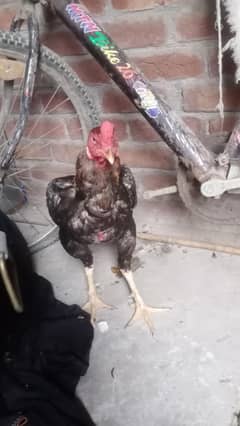 aseel