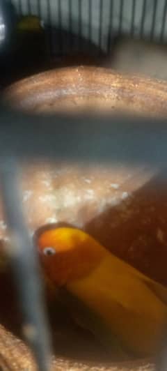 Parrots