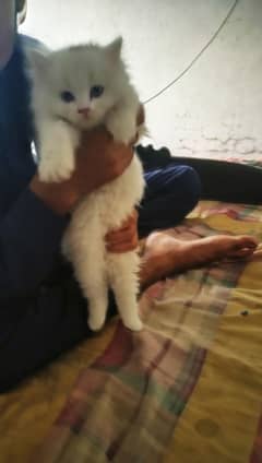 Beautiful persian  kitte