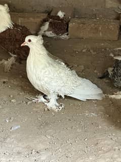 1500