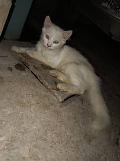 mother cat white withe yellow eyes 2 male babies