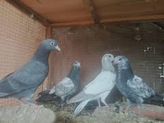 parwazi