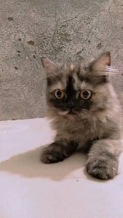 Five Beautiful Persian kittens | Contact on Whatsapp 03467254327