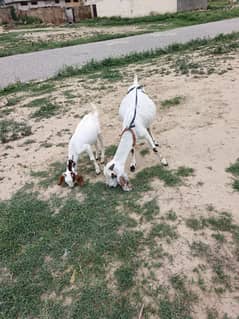 white goat 2 month pregnant