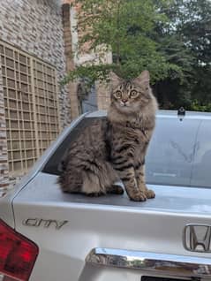 prison cat 