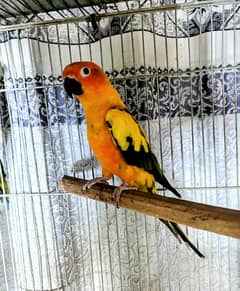 sunconure