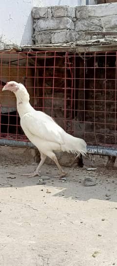 aseel/hen