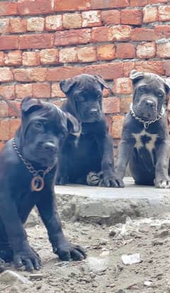 cane corso 03234696626