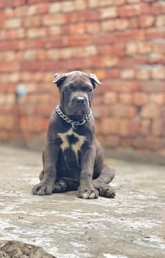 cane corso 03234696626