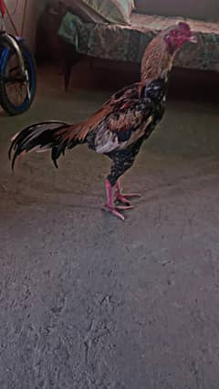 Aseel