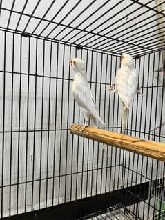 Parrots pair
