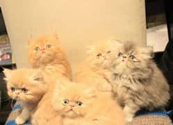 Persian triple coated kittens for sale only (adult cats on adoption)