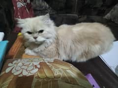Persian