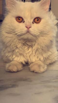 Persian cat