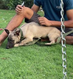 Belgian Malinos puppy