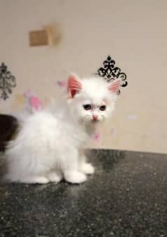 triple caot female kittan
