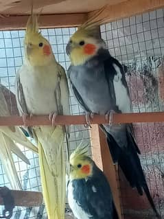 cockatiel