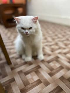 persion cat tripple cote cat is vaccinated