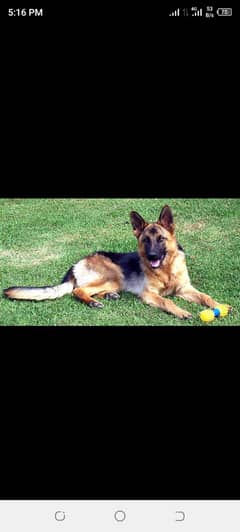 dog for sale