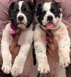 king alabai pair dog Male and female age 2month for sale