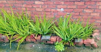 Aloe