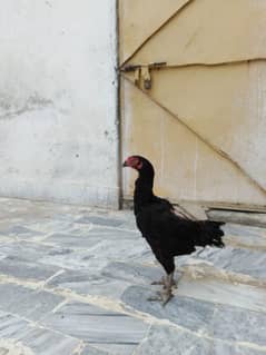top class asel hen blue eye highted amroha