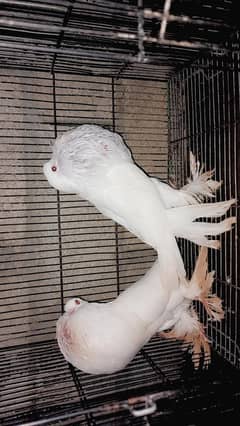 white pomine And magpi gobra