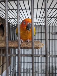 lt is a sun conour parrot
