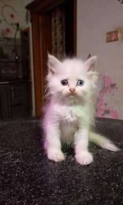 odd eyes female kittan