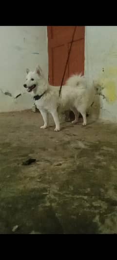 rashyan